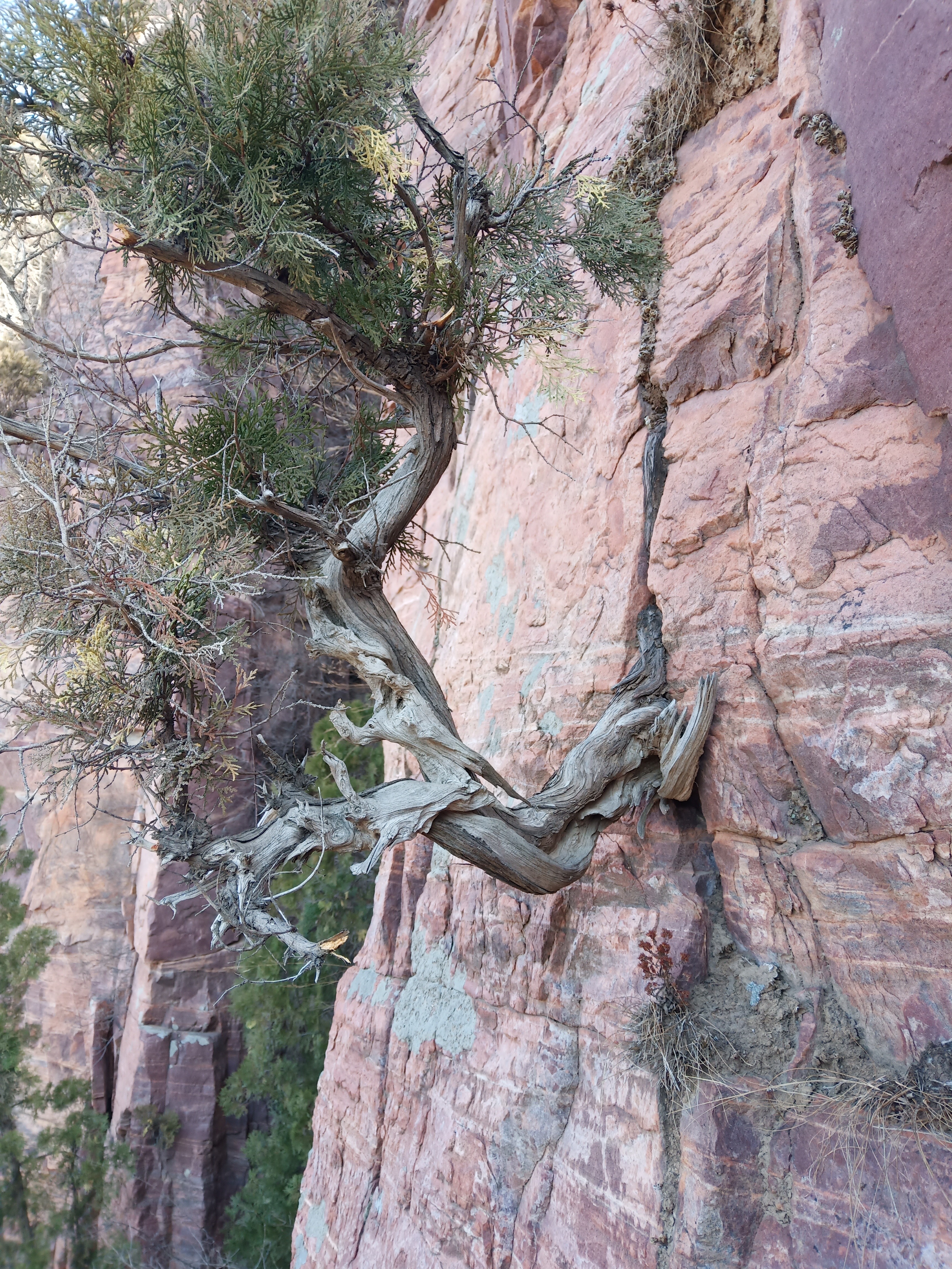 崖侧柏造型盆景可用于室内外摆放盆不售卖