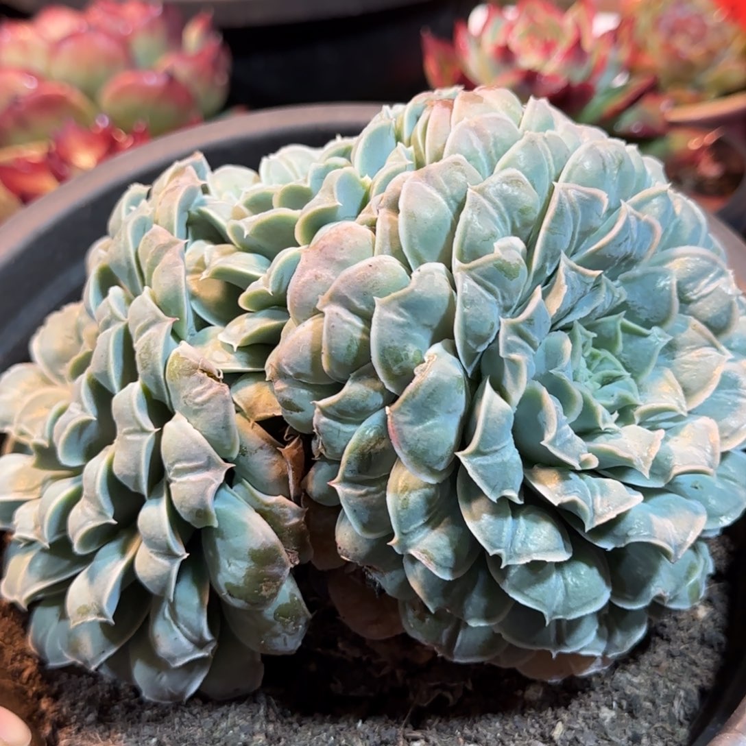 瘤系一物一拍包装收缩花旱