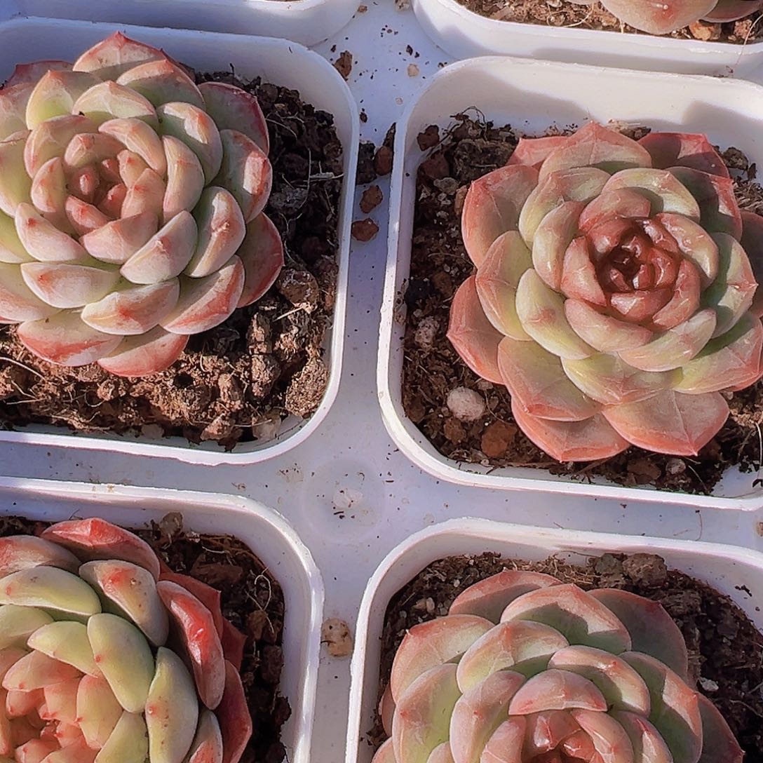 葡萄珍妮19包邮多肉