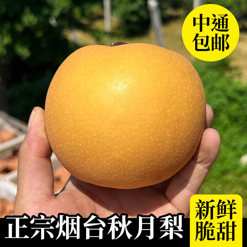 烟台莱阳秋月梨新鲜冰糖梨当季水果现摘超甜大果皮薄中秋礼盒