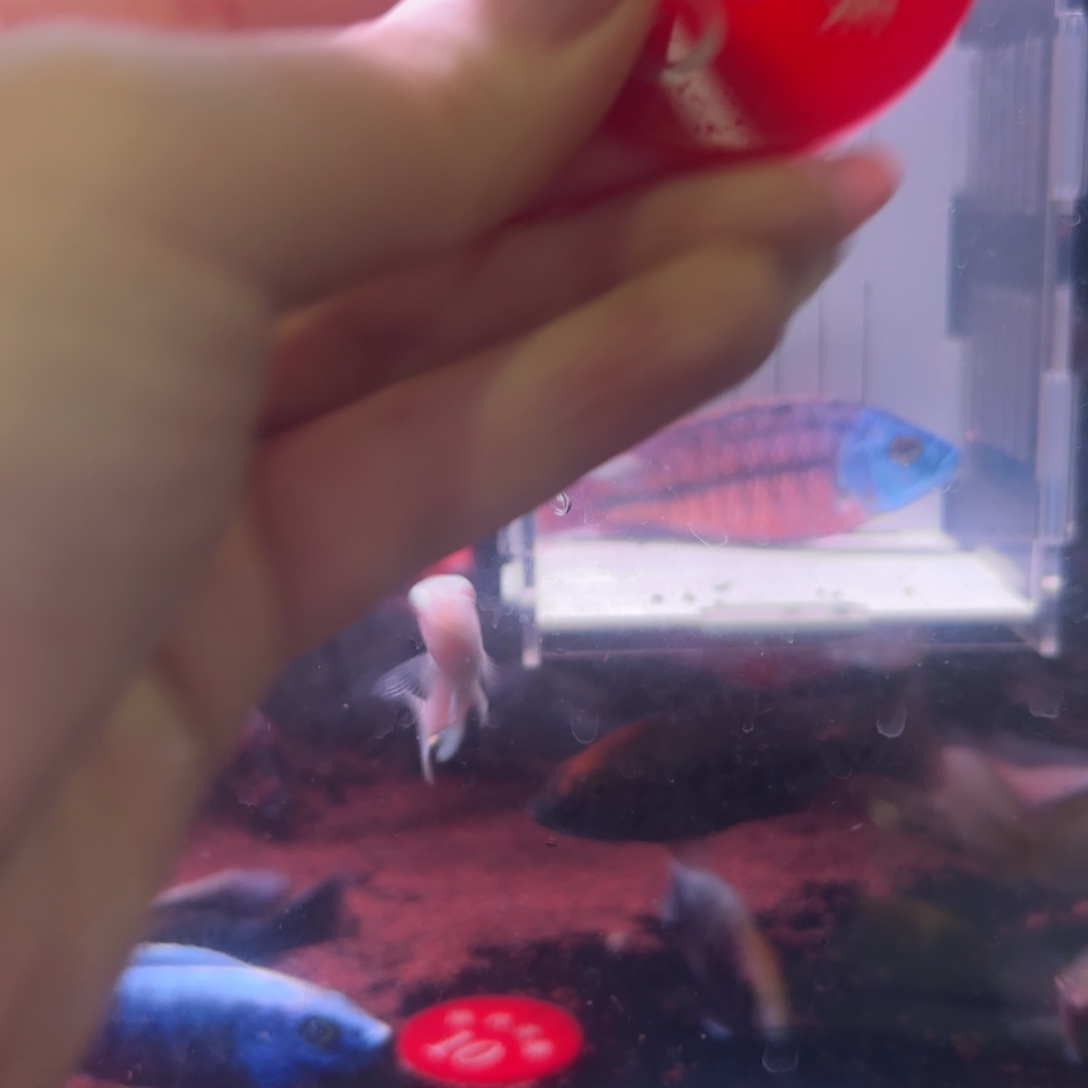 慈鲷鱼直播两条鱼