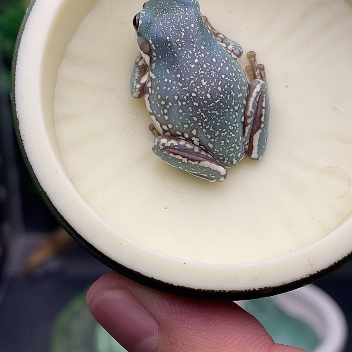 老爷树蛙5号魔鬼蓝金暴雪