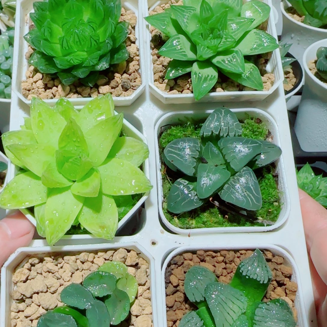 6盆玉露多肉植物组合