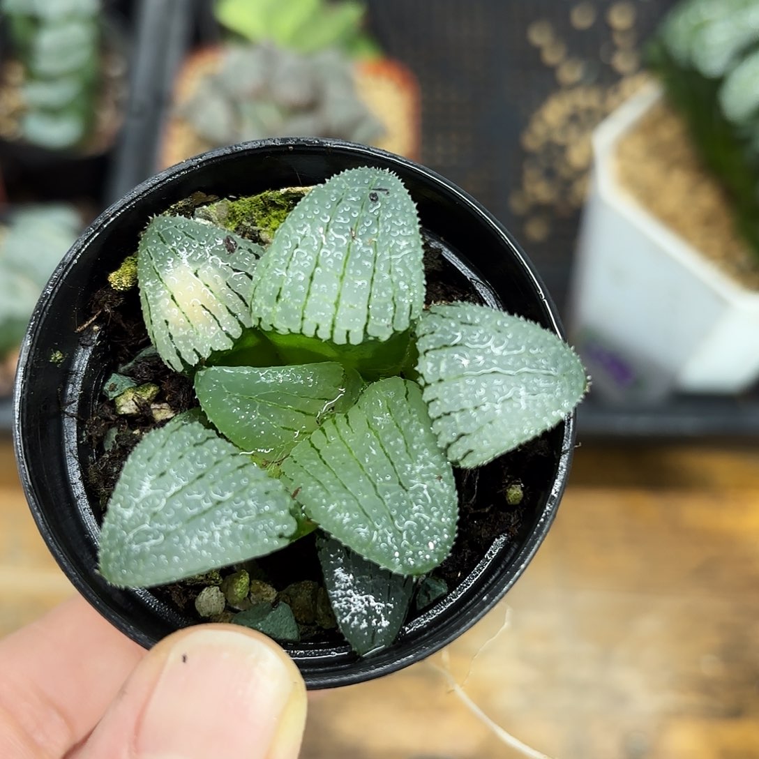 天空之境多肉植物