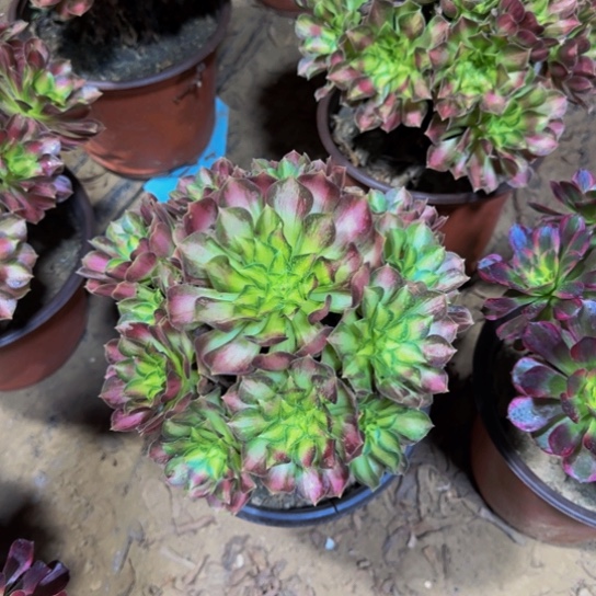 韶华法师9.9多肉植物