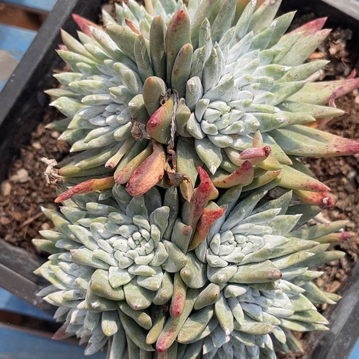 【闪购商品】大宽叶白雪老庄