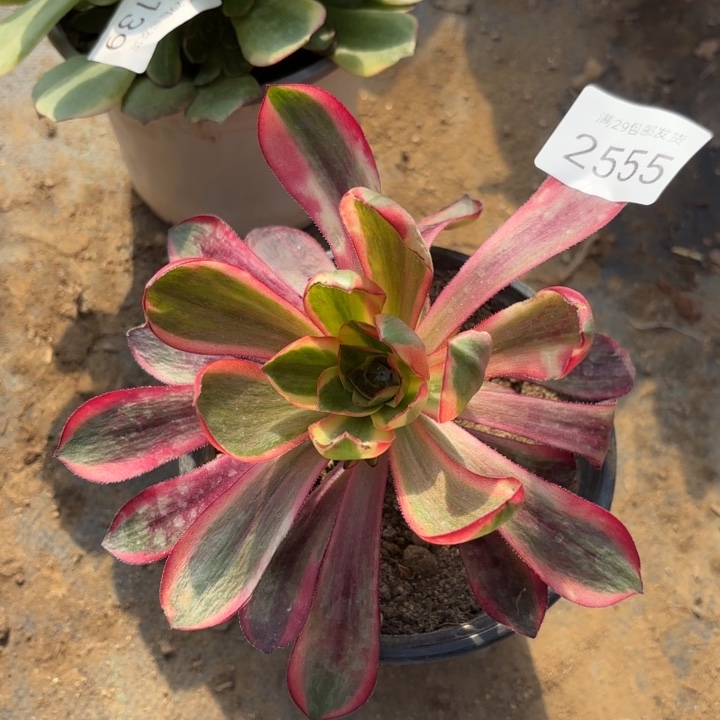 红魔女多肉法师2555