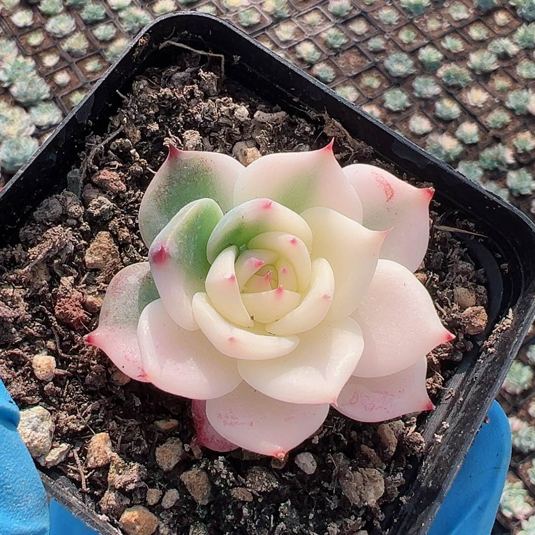 旺***猪吉娃娃锦，多肉植物