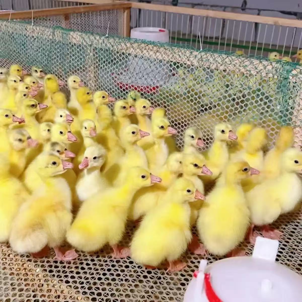 大种三花 宠物鸭