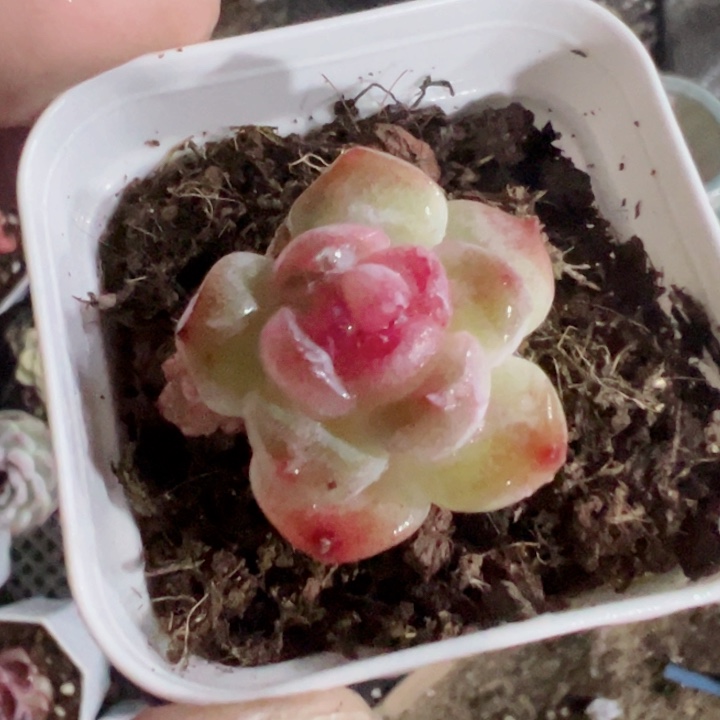 草*酱糖心珍妮精品多肉