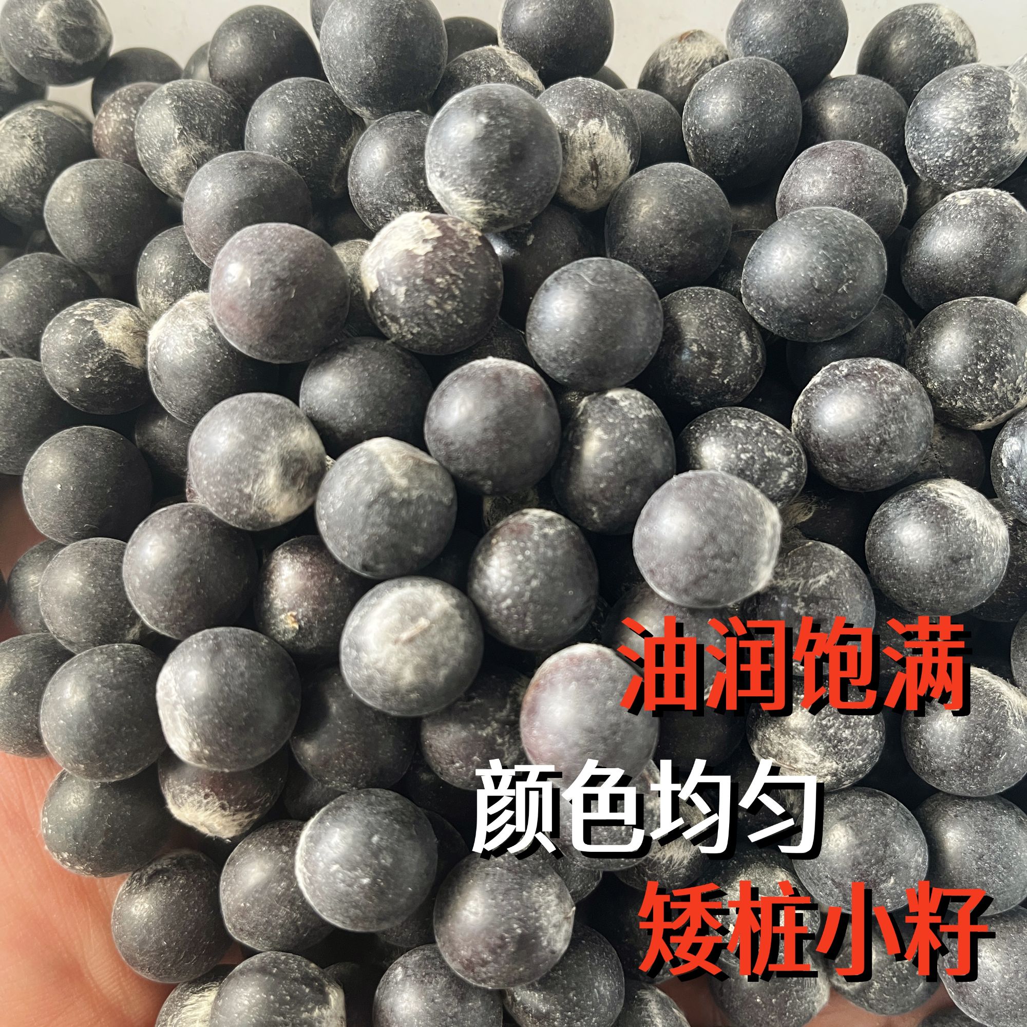 云南古树近正圆剥壳无患子矮桩散珠1斤装可雕塑用