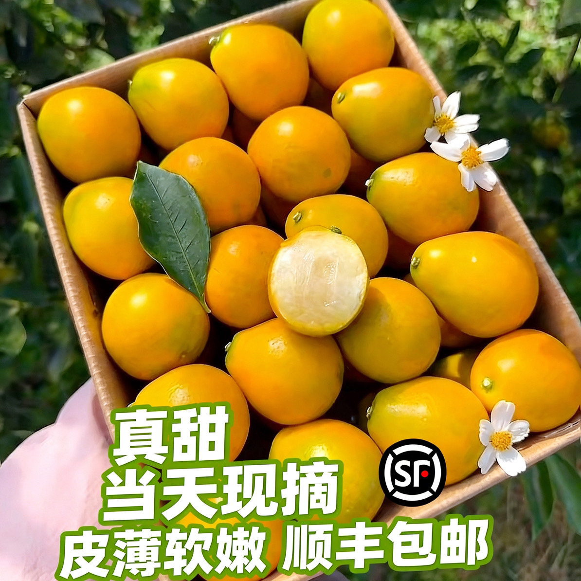 【第三代】融安脆蜜金桔金柑纯甜金桔新鲜带皮吃水果现摘现发