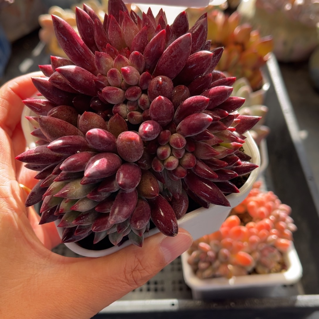 2768 满30包邮，天冷地区必拍保温箱