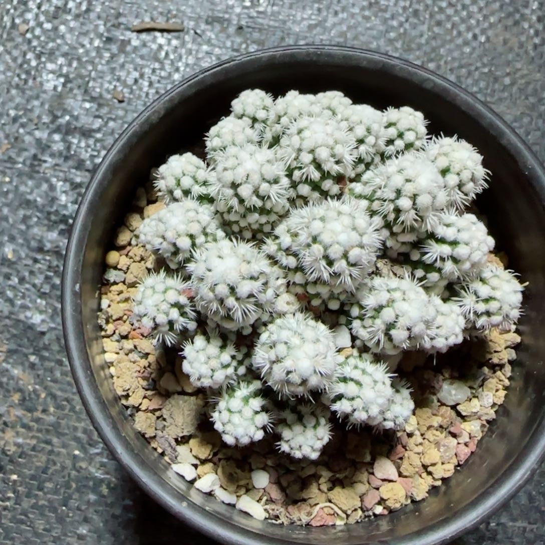 小***?00000000000000多肉