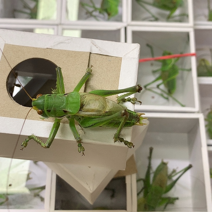 新到天津翡翠绿蝈蝈