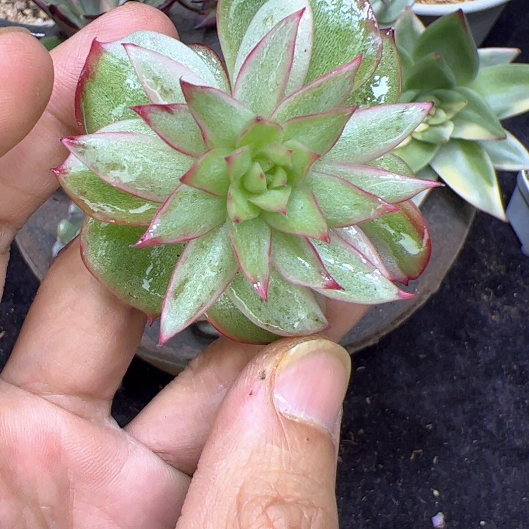 惊鸿锦，多肉植物组合