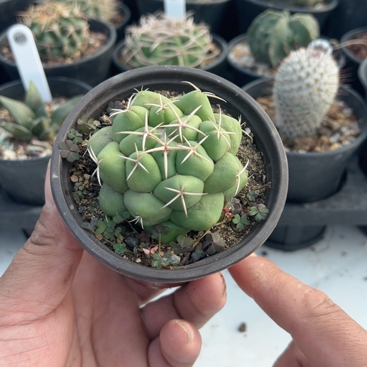 完全开放象牙带盆发