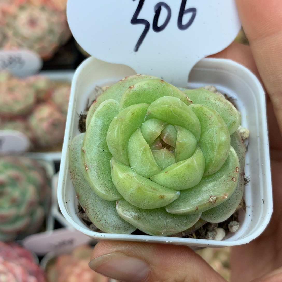 初雪珍妮单头306