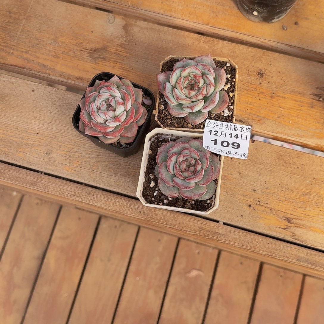 小***婆1214-109长相思三颗