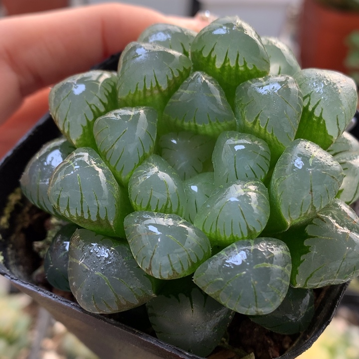 孔明灯玉露锦带盆土发货