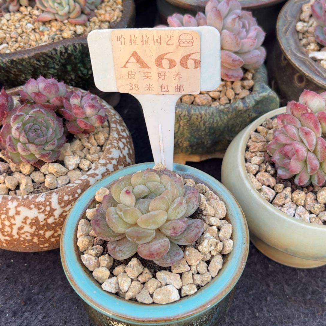 野*多肉，植物琉璃个体。