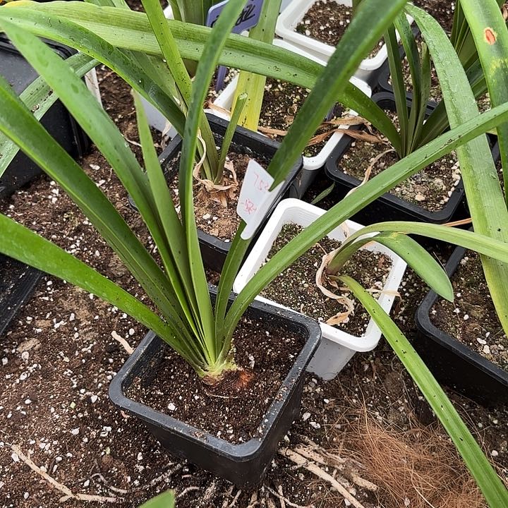 ?****亿安吉拉原盆原土5左右7536