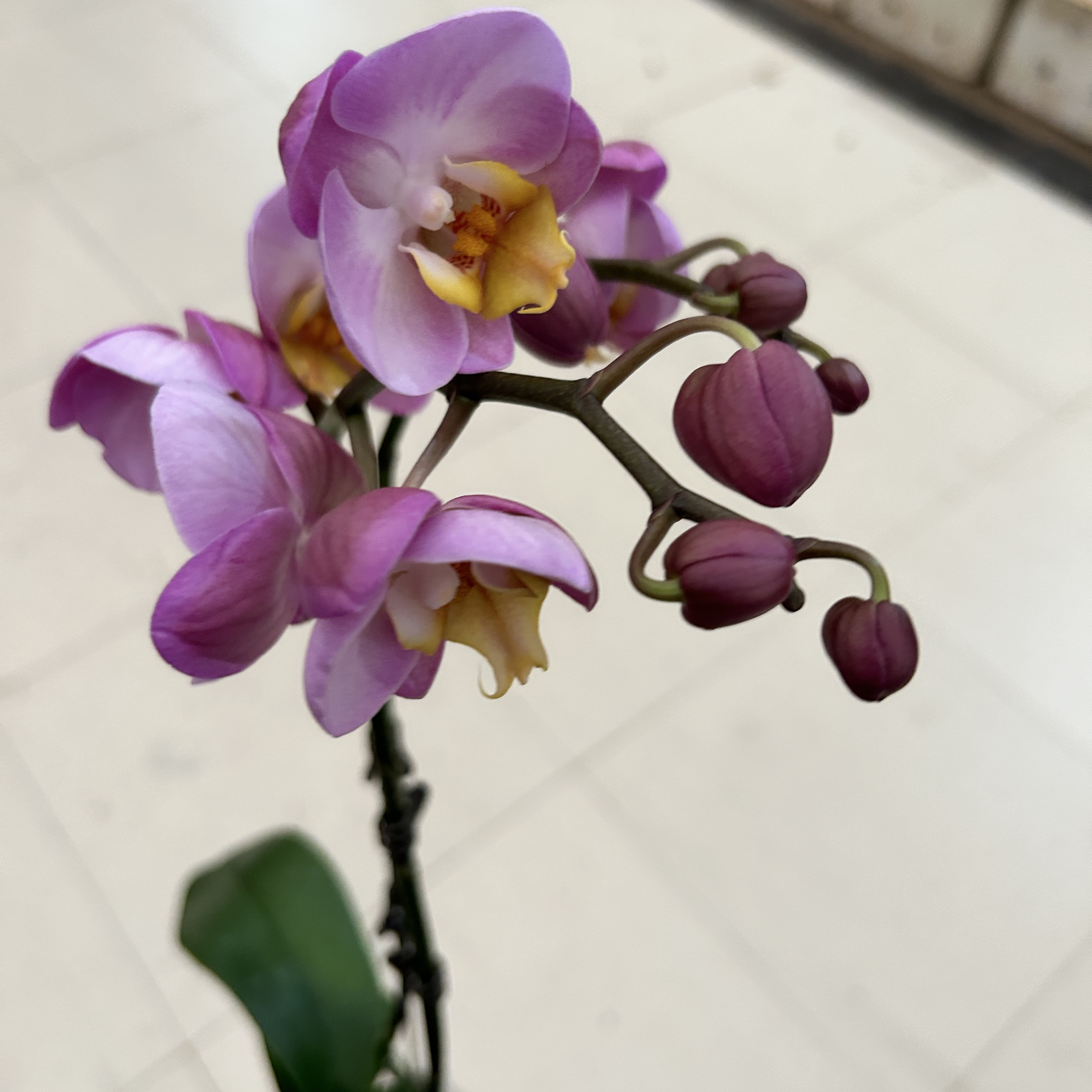 达芙妮蝴蝶兰带花带花苞开花株发货
