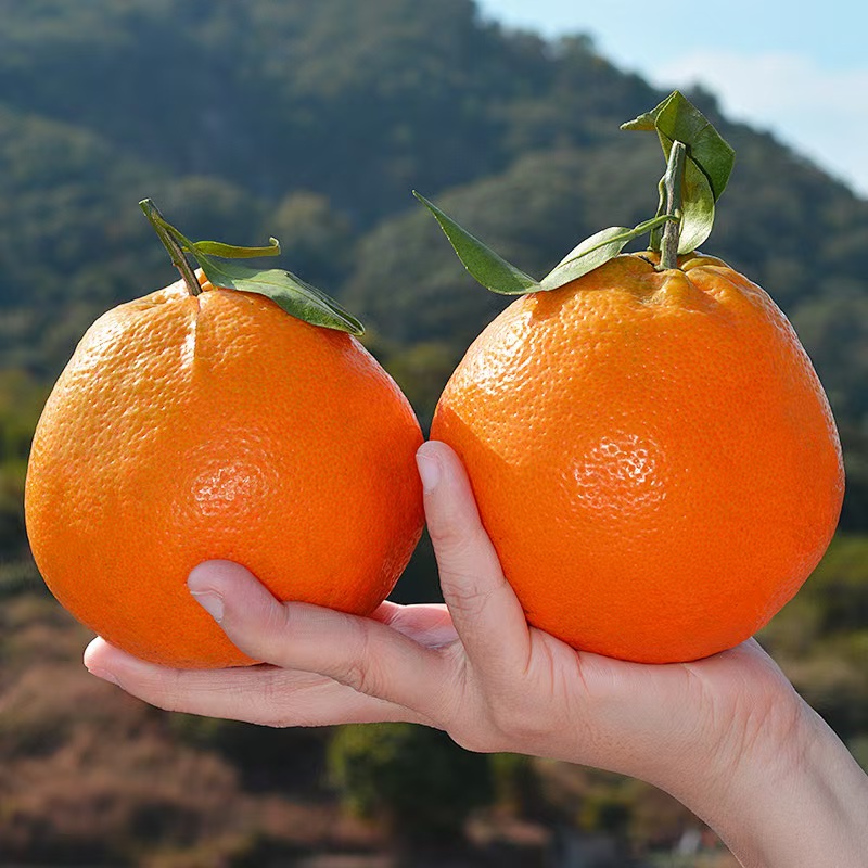 【年货必囤】四川春见耙耙柑带箱5斤装 48小时内发货