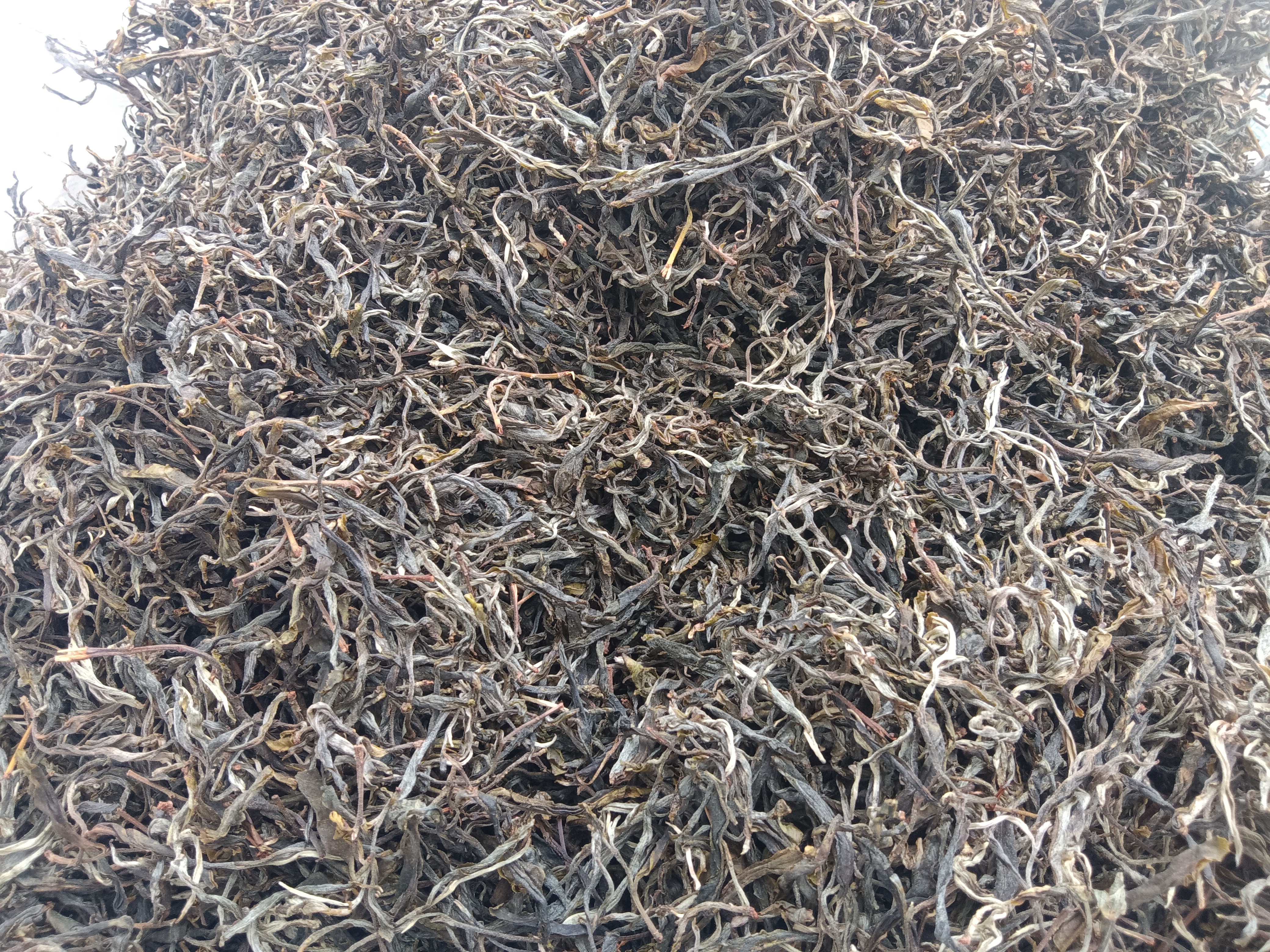 【石洞水古树茶】茶农直销 2025年普洱茶 生茶500g