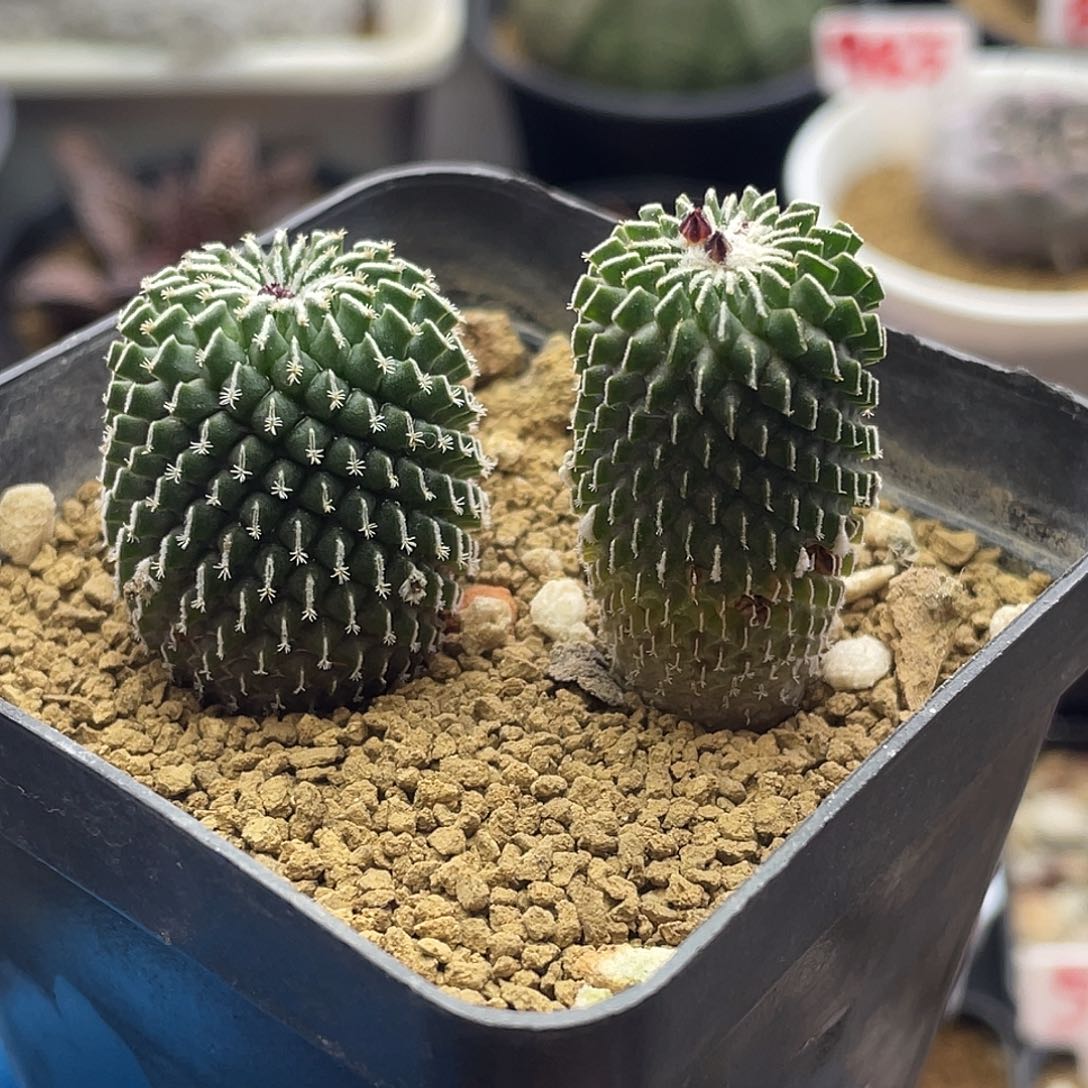 实生两颗刺缀精巧殿仙人球福利