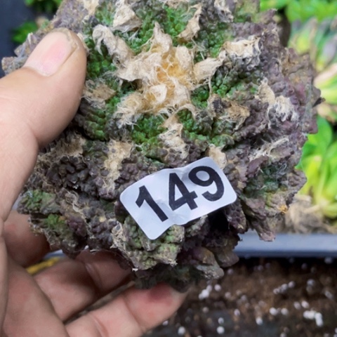 用***4149哥诗拉一筐量拍如图