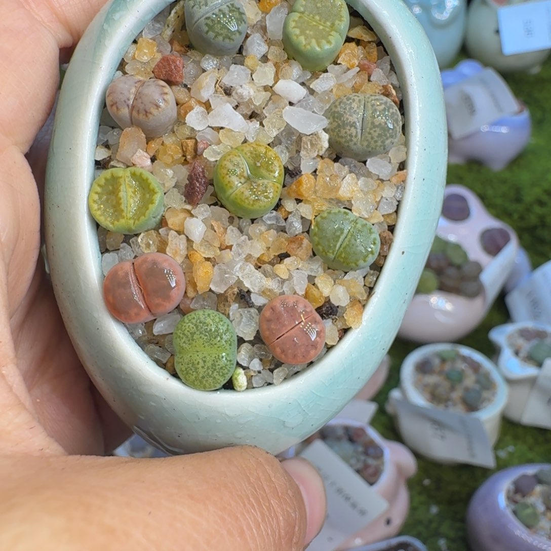 多肉植物福利冲566