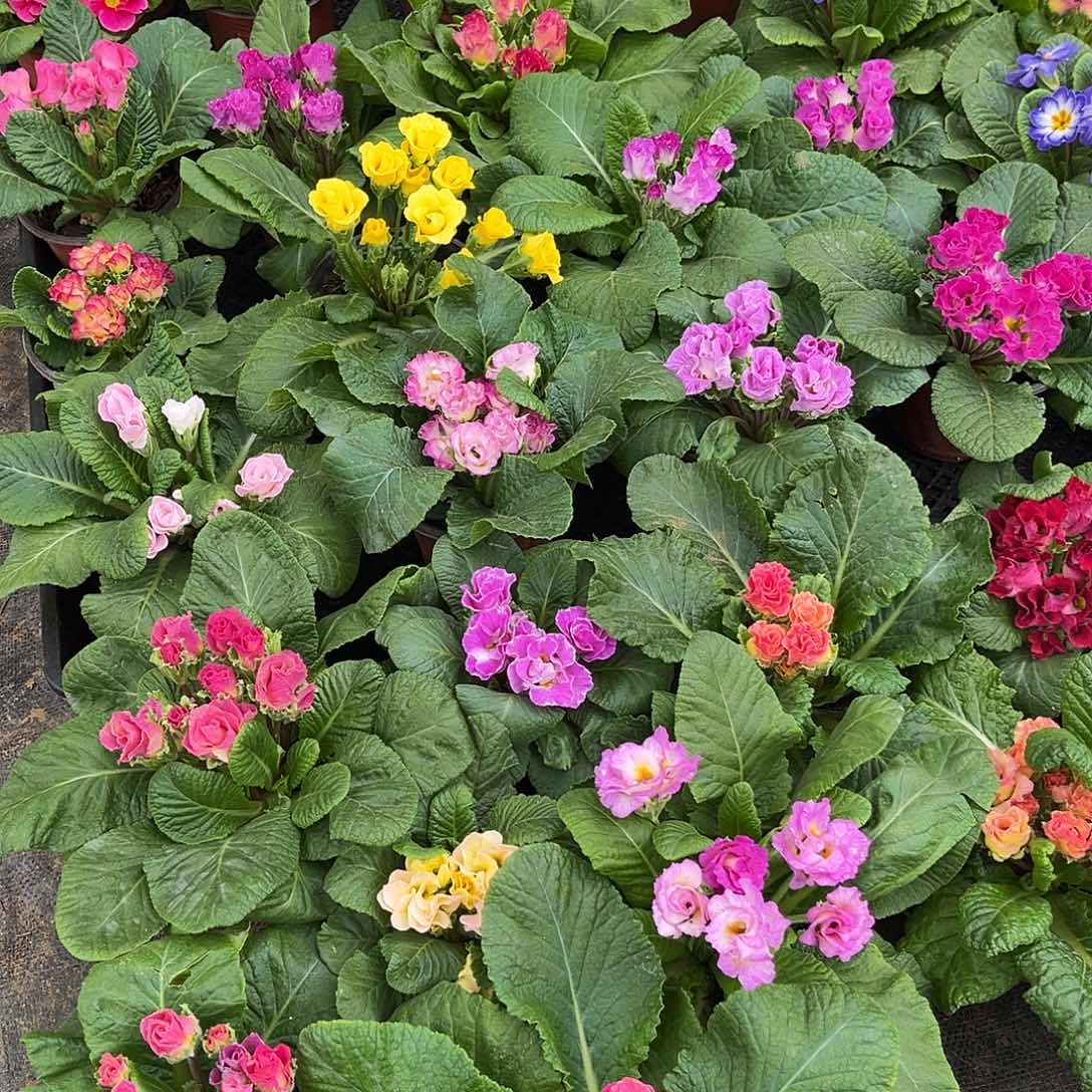 少量花朵（建议范围：2朵-5朵 或40%以下）