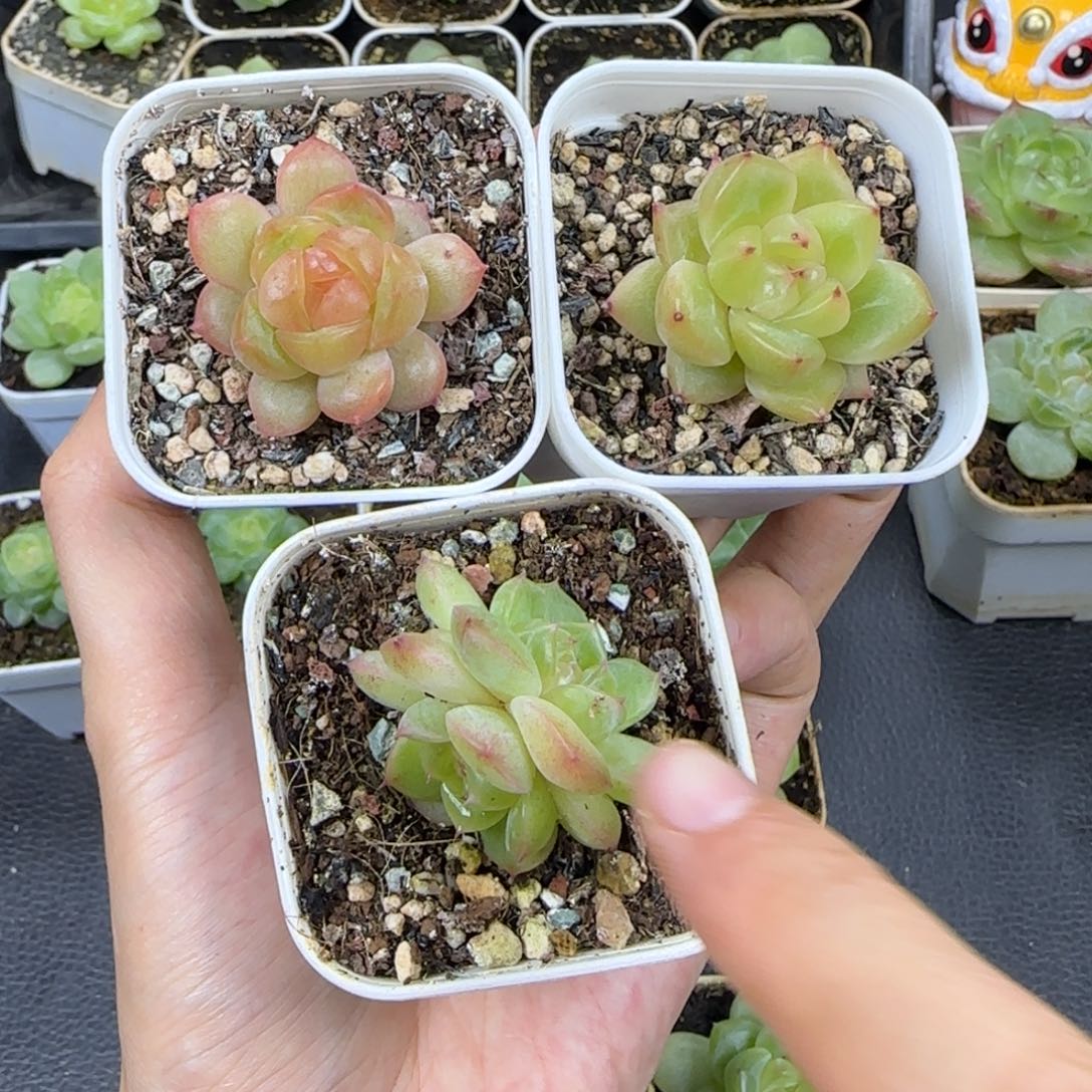41东篱下多肉植物哈哈哈哈