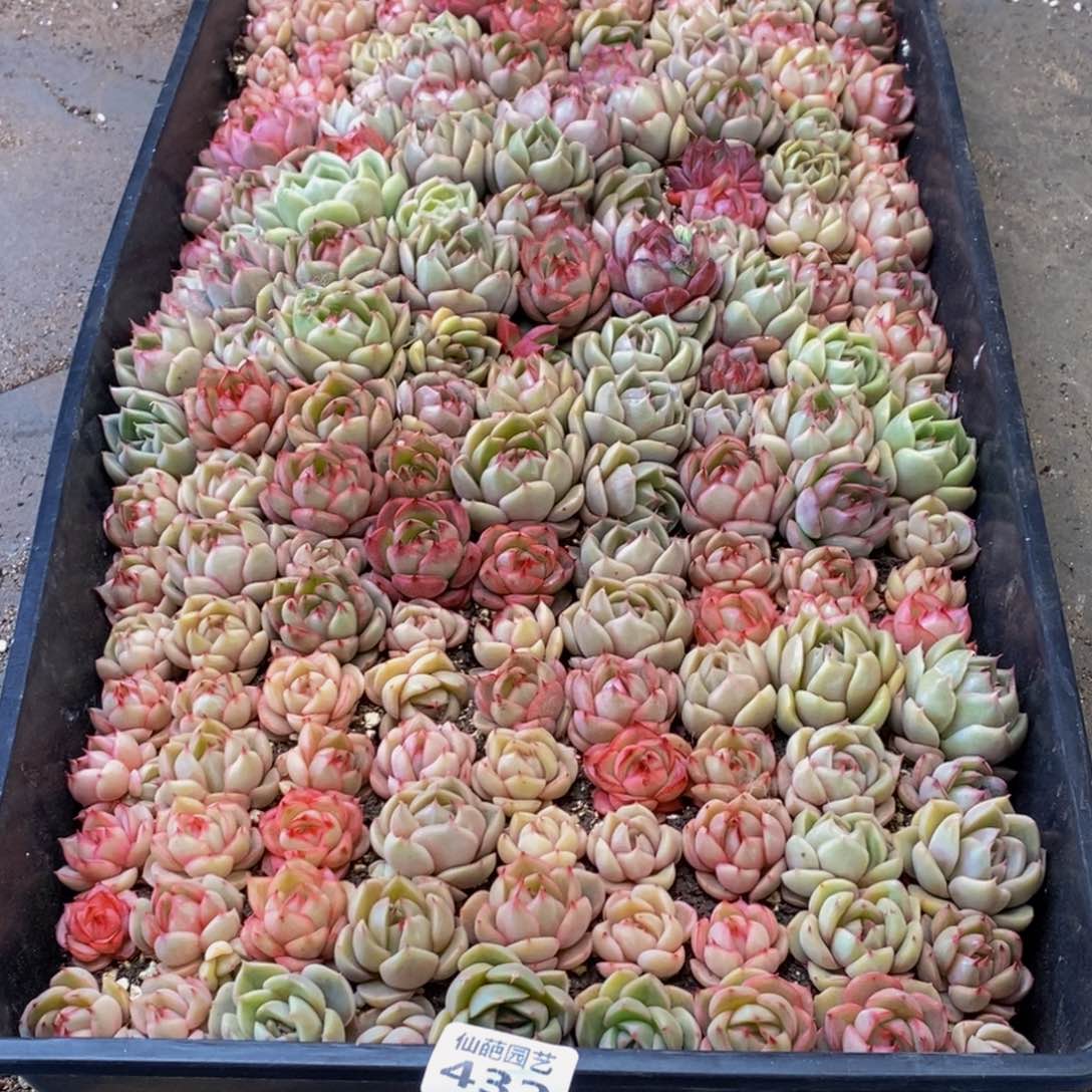 陈*云432多肉植物保护研究所所长助理