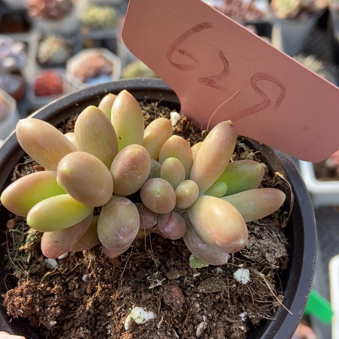 629芒果美人多肉植物