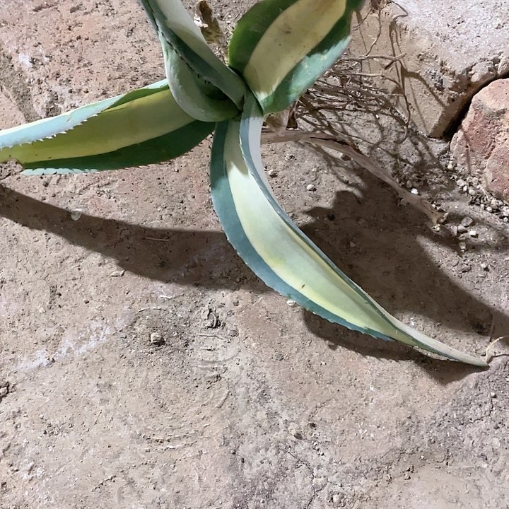 用****4龙舌兰龙舌兰翠玉龙中斑锦包邮