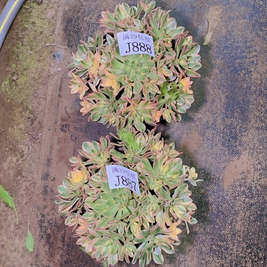 887  888甜茶多肉植物
