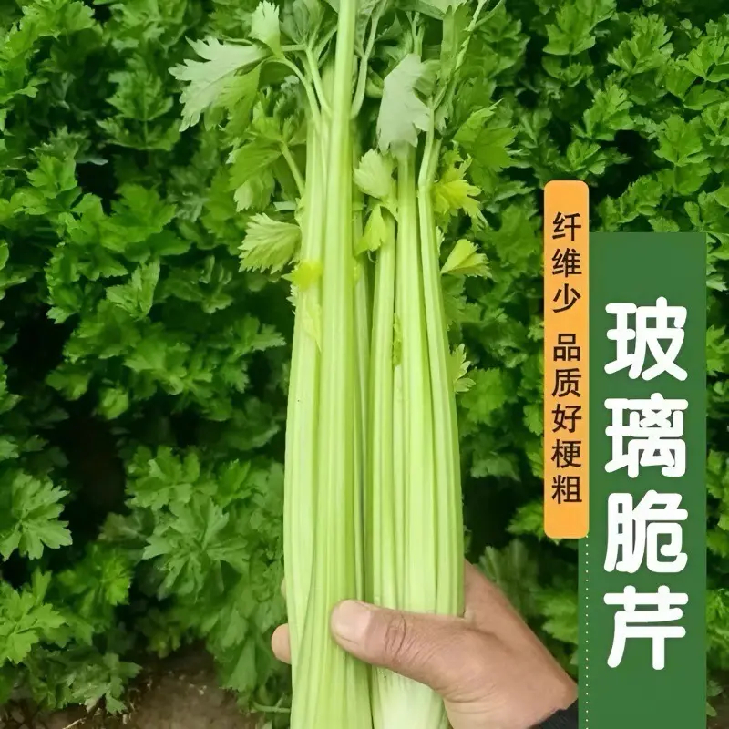 四季西芹种子玻璃翠实芹菜种籽盆栽菜籽阳台庭院菜籽种蔬菜种子孑