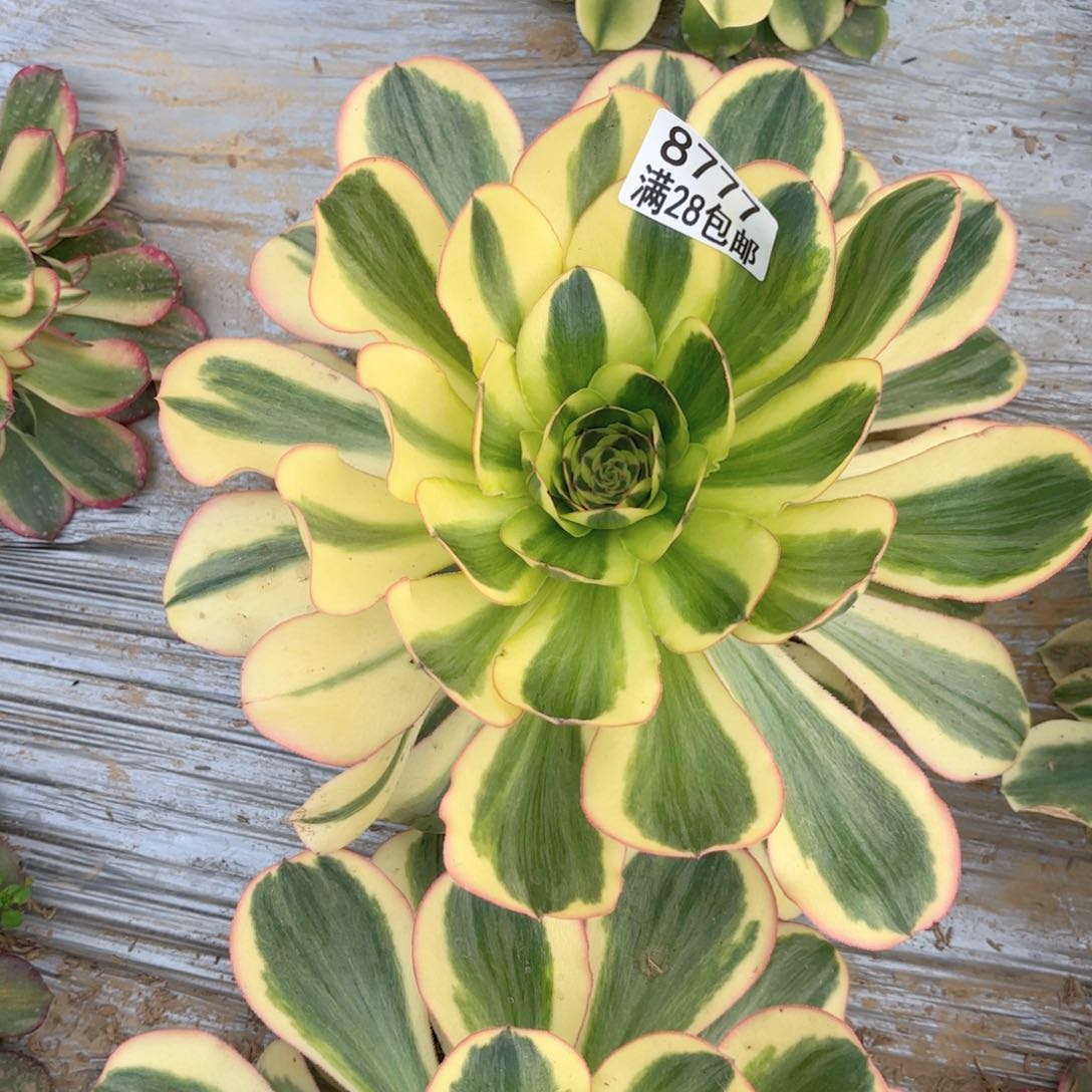 X. 8777燕姿黄金多肉