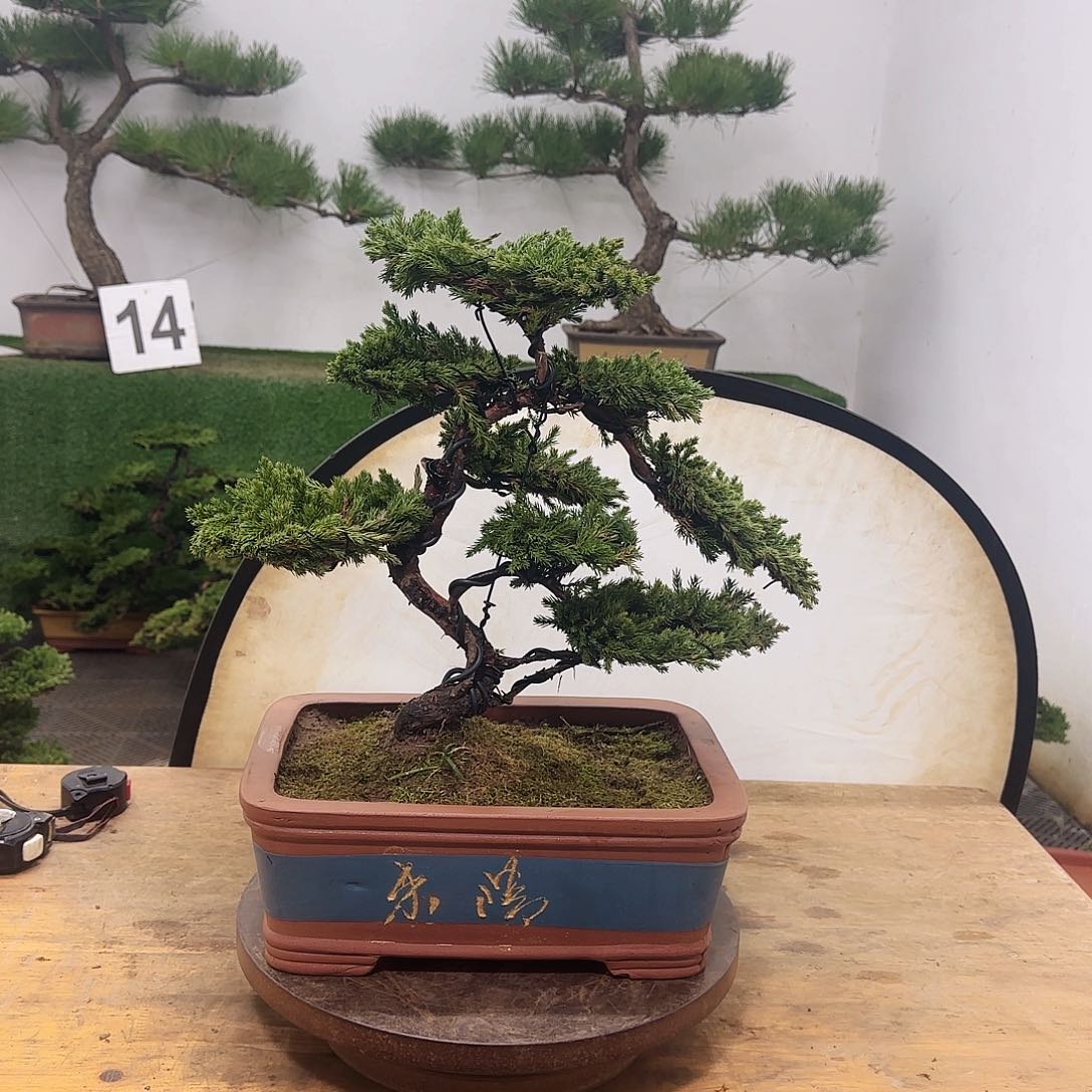 盆景盆景盆景盆景