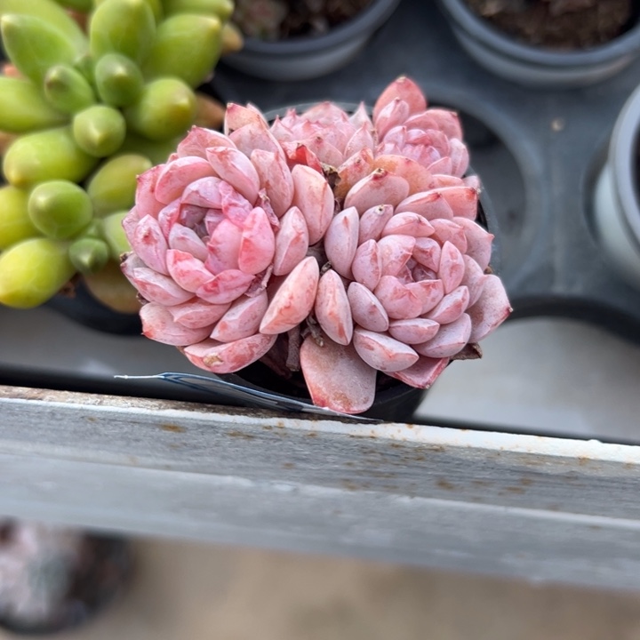 ༒****一物一拍恩宠多肉7号