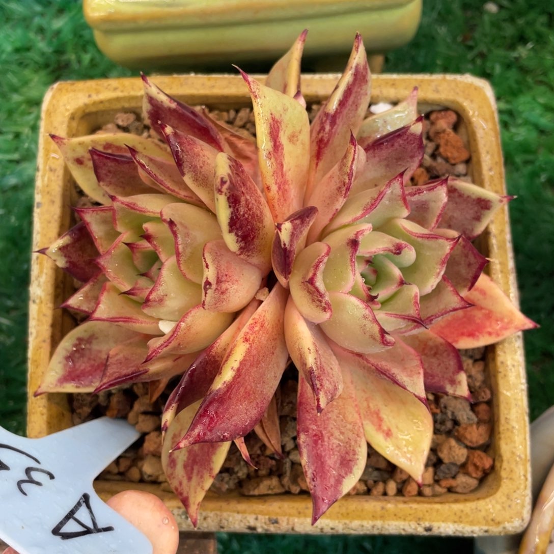 米亚多肉植物盆栽多肉植物