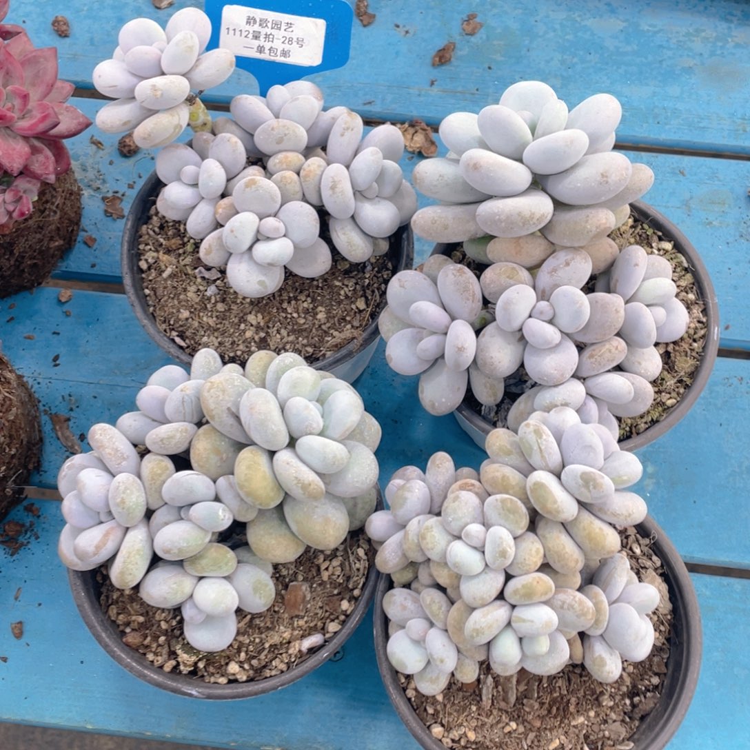 1112-28-原始奶酪群生多头一颗