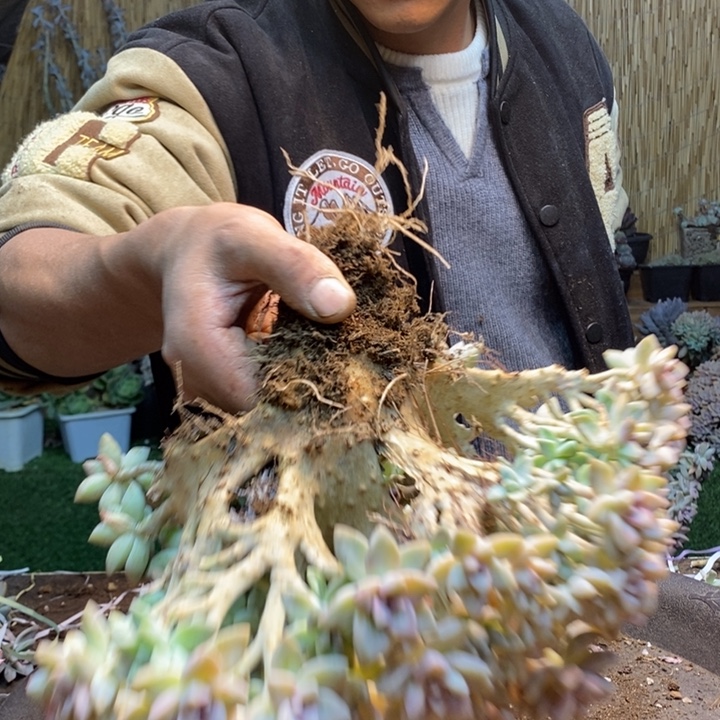 啦***4389 号淡雪多肉植物