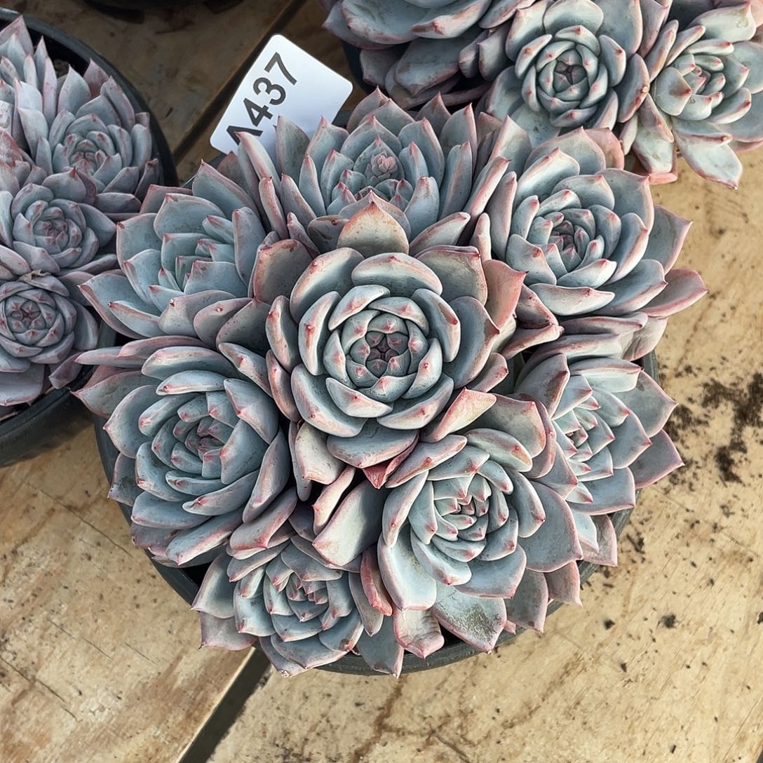 437多肉植物多肉植物