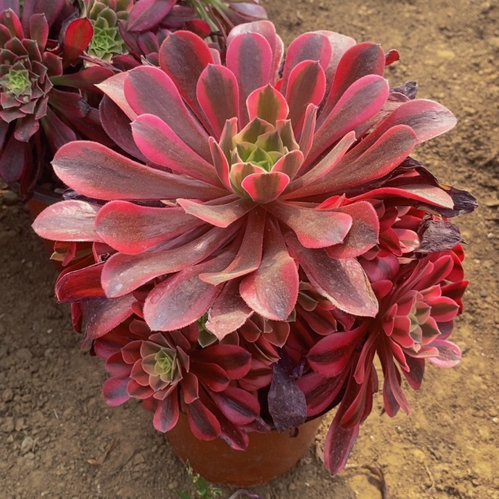 红粉知己手捧花1111