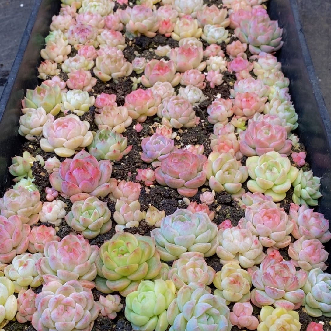 402多肉植物保护研究所所长的