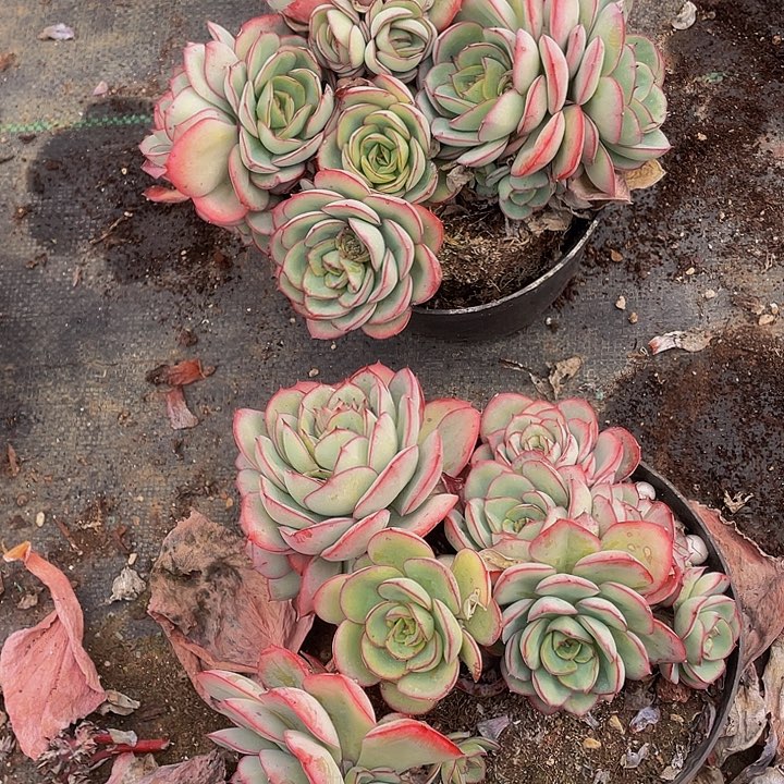 牡丹亭2颗一组19.8多肉福利