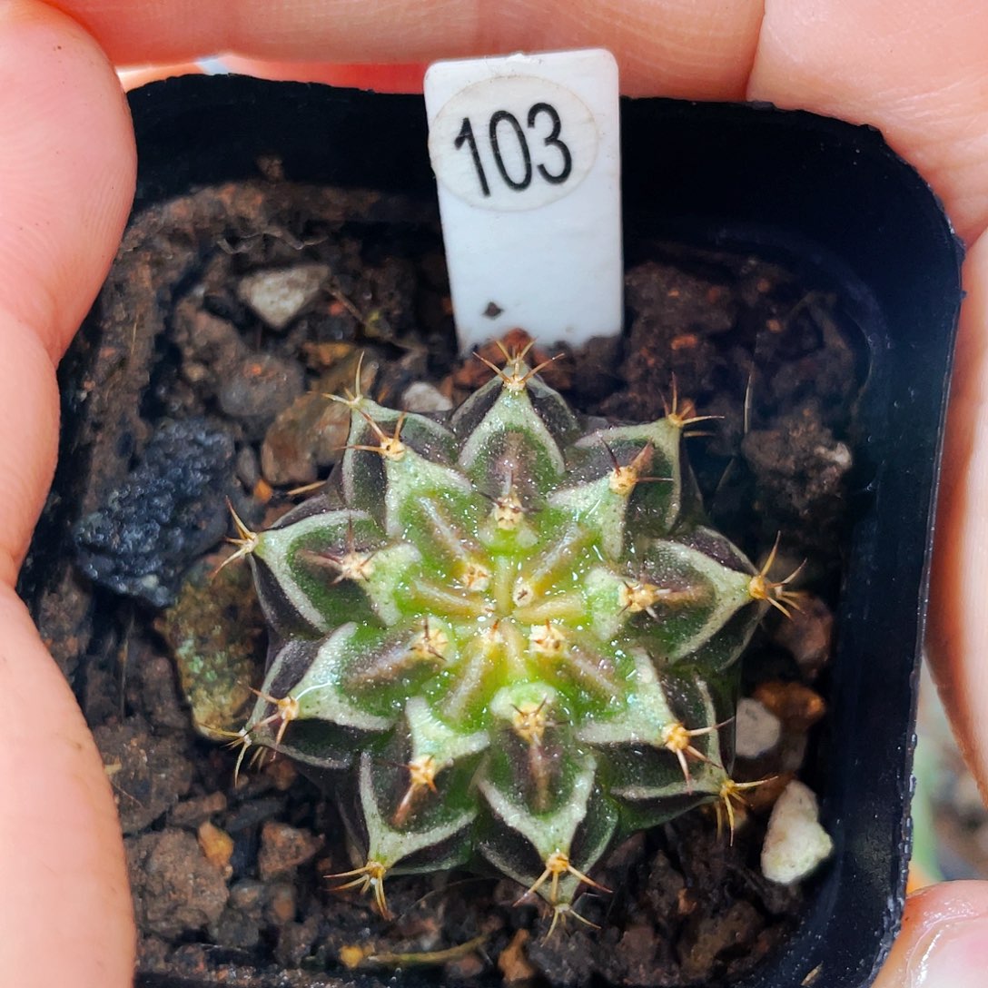 非偏远地区满25包邮仙人球